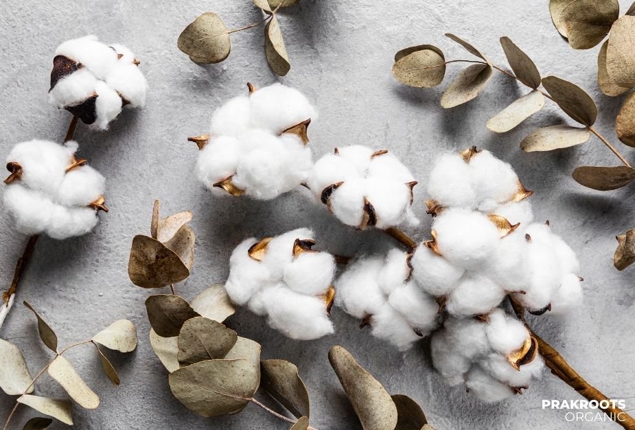 organic-cotton-1.jpg